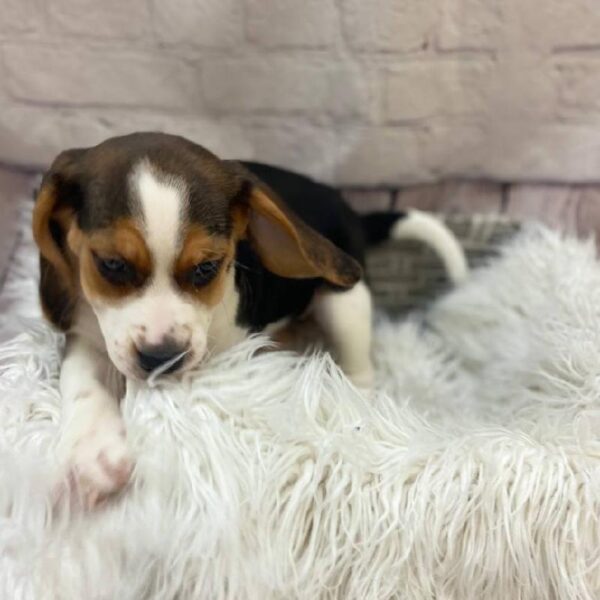 Beagle-DOG-Female-Black Tan and White-10115-Petland Monroeville, PA