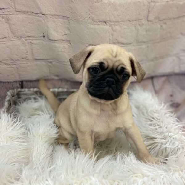 Pug-DOG-Male-Fawn-10116-Petland Monroeville, PA