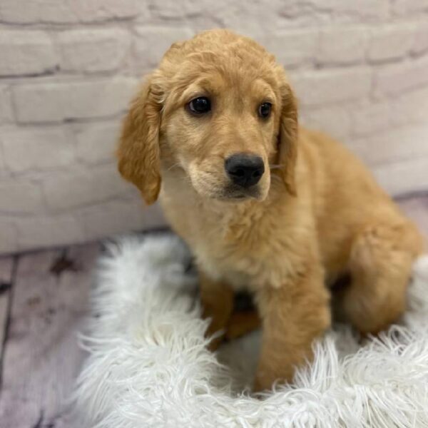Golden Retriever-DOG-Female-Golden-10118-Petland Monroeville, PA