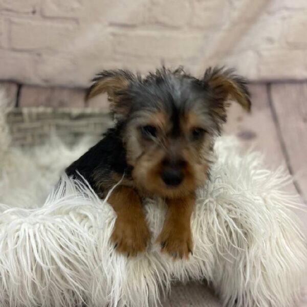 Silky Terrier-DOG-Male-Black and Tan-10117-Petland Monroeville, PA