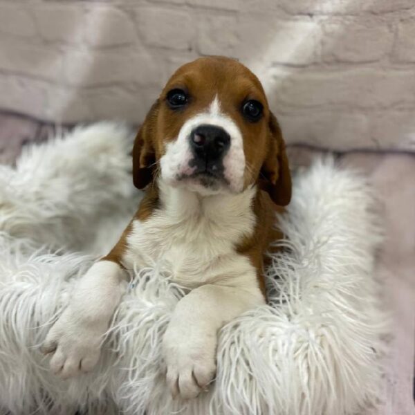 Beabull-DOG-Male-Red / White-10132-Petland Monroeville, PA