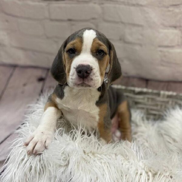 Beabull-DOG-Male-Blue Tan / White-10129-Petland Monroeville, PA