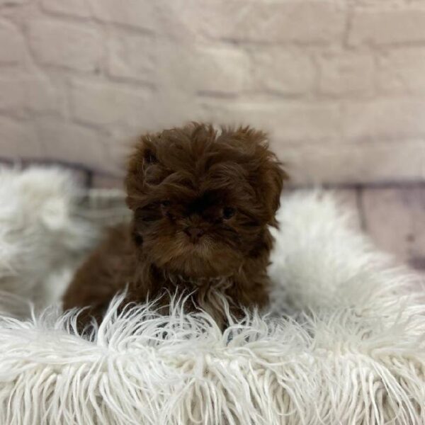 Shih Tzu-DOG-Female-Chocolate-10125-Petland Monroeville, PA