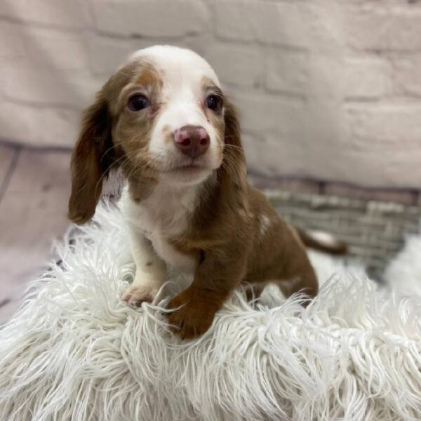 Dachshund-DOG-Male-Chocolate / White-10124-Petland Monroeville, PA