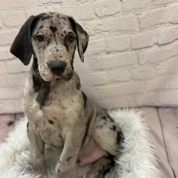Great Dane-DOG-Male-Merle-10127-Petland Monroeville, PA