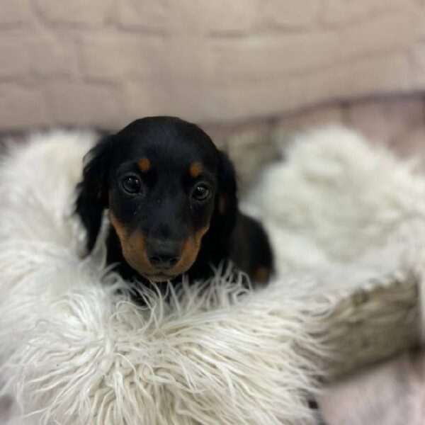 Dachshund-DOG-Female-Black / Tan-10126-Petland Monroeville, PA