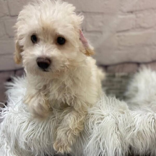 Bichon- Poo-DOG-Male-Cream-10137-Petland Monroeville, PA