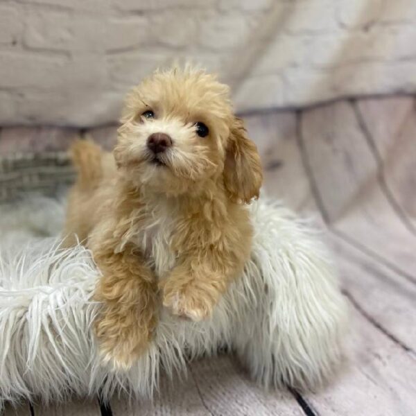 Bichon- Poo-DOG-Female-Cream-10138-Petland Monroeville, PA
