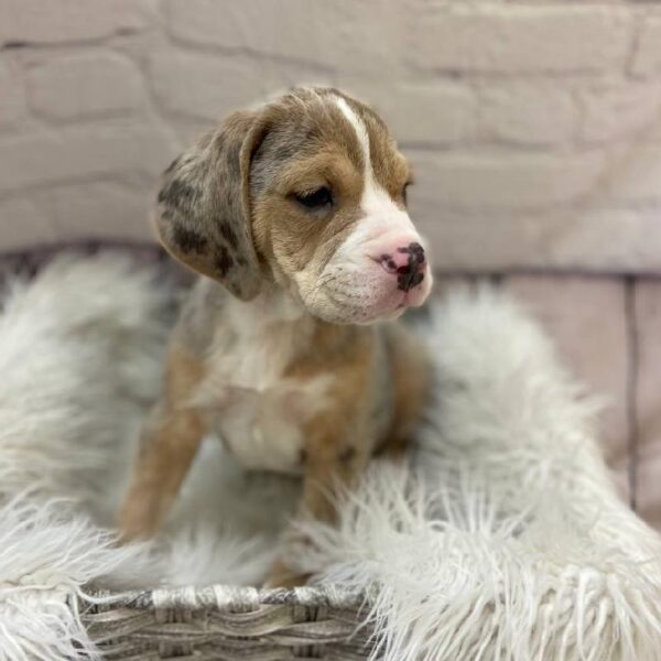 Beabull-DOG-Male-Merle-10128-Petland Monroeville, PA
