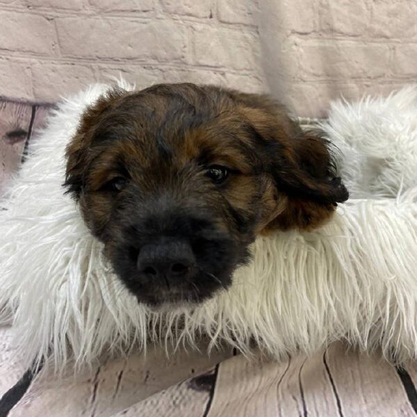 Miniature Goldendoodle-DOG-Male-Brown-10172-Petland Monroeville, PA