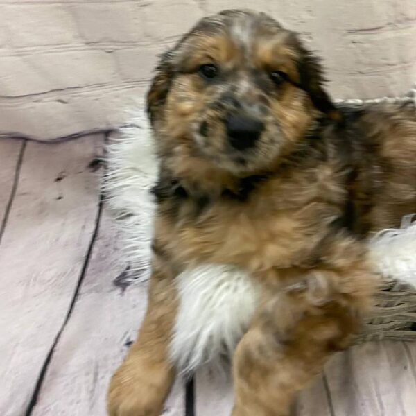 Miniature Goldendoodle-DOG-Female-Blue Merle-10174-Petland Monroeville, PA