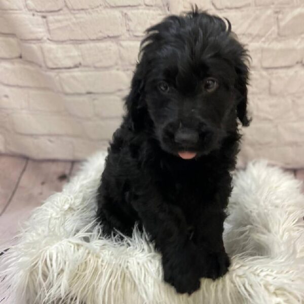 Miniature Goldendoodle-DOG-Female-Black-10173-Petland Monroeville, PA
