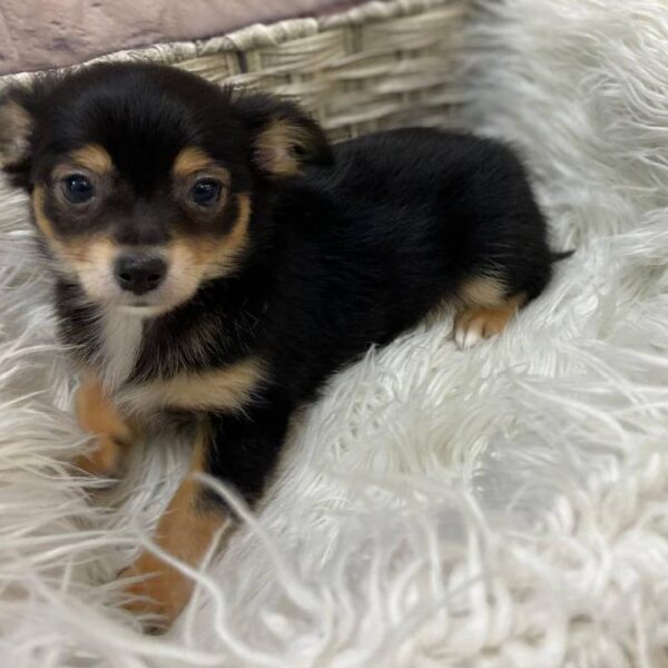Chihuahua-DOG-Female-Black / Tan-10158-Petland Monroeville, PA