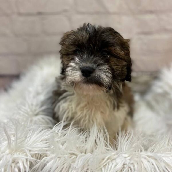 ShizaPoo-DOG-Male-Sable / White-10159-Petland Monroeville, PA