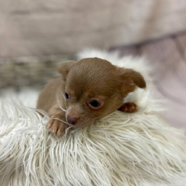 Chihuahua-DOG-Female-Lavender-10157-Petland Monroeville, PA