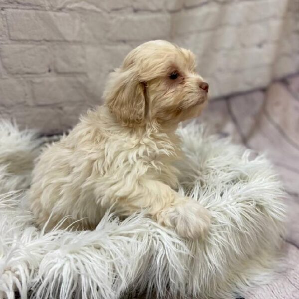 ShizaPoo-DOG-Male-Apricot-10160-Petland Monroeville, PA