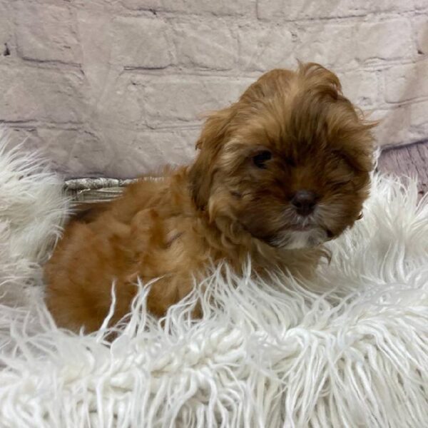 ShizaPoo-DOG-Female-Chocolate Sable-10154-Petland Monroeville, PA