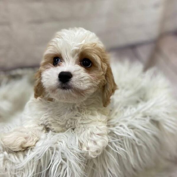 Cavachon-DOG-Female-White and Apricot-10148-Petland Monroeville, PA