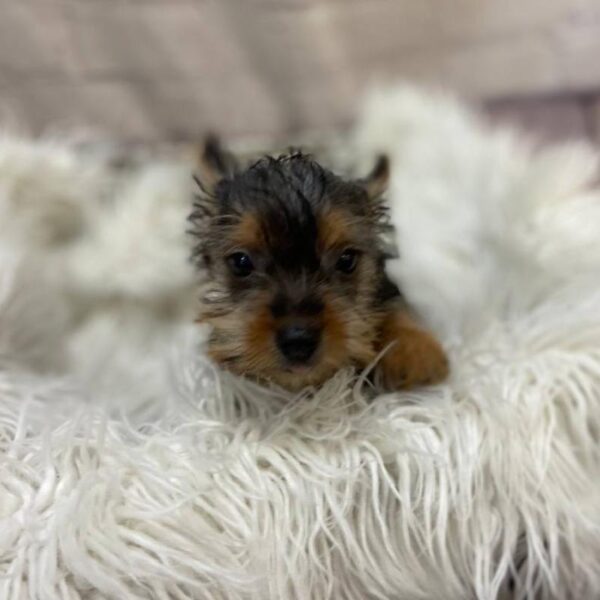Silky Terrier-DOG-Female-Silver Black and Tan-10151-Petland Monroeville, PA