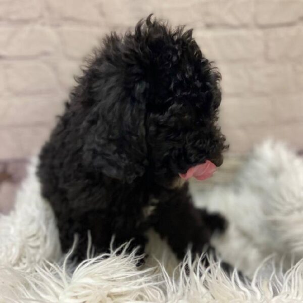 Standard Poodle-DOG-Female-Black-10155-Petland Monroeville, PA