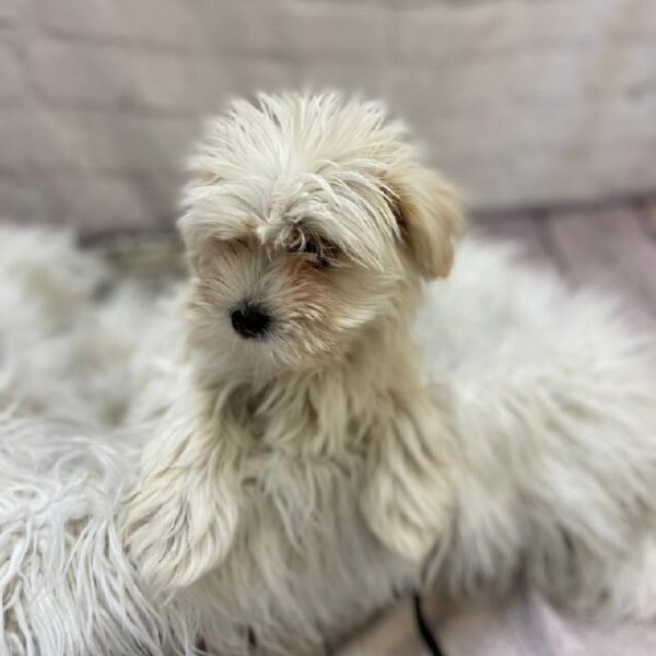 Havanese-Shih Tzu-DOG-Female-Cream-10149-Petland Monroeville, PA