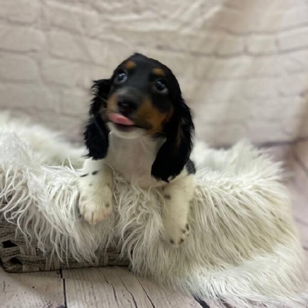 Dachshund-DOG-Male-Black and Tan-10152-Petland Monroeville, PA