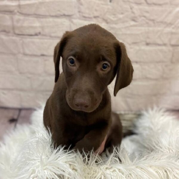 Labrador Retriever-DOG-Female-Chocolate-10150-Petland Monroeville, PA