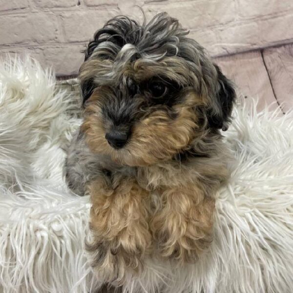 Mini Aussiedoodle-DOG-Male-Blue Merle-10153-Petland Monroeville, PA