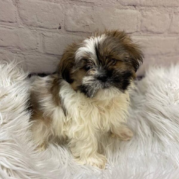 Malshi-DOG-Male-Gold / White-10210-Petland Monroeville, PA