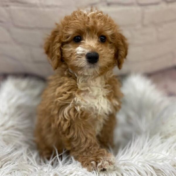 Mini Bernedoodle 2nd Gen-DOG-Female-Red-10211-Petland Monroeville, PA