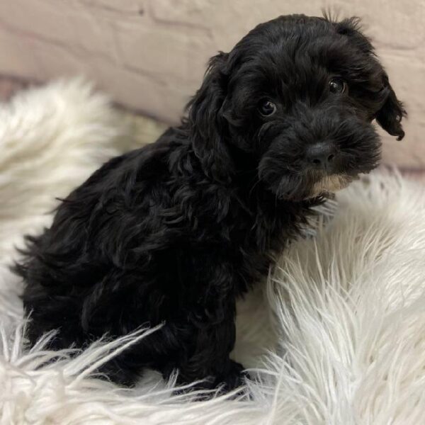 Mini Sheepadoodle-DOG-Female-Black-10218-Petland Monroeville, PA