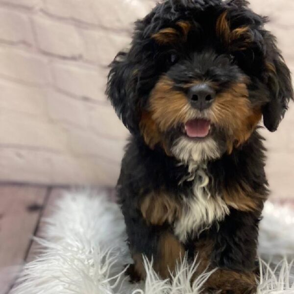 Mini Bernedoodle-DOG-Male-Black / Tan-10217-Petland Monroeville, PA