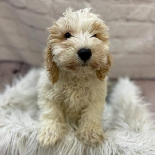 Cockapoo-DOG-Male-Buff / White-10220-Petland Monroeville, PA