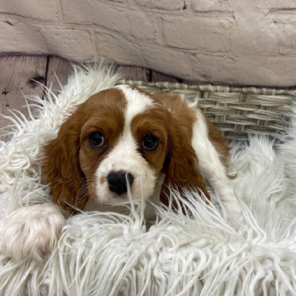 Cavalier King Charles Spaniel-DOG-Female-Blenheim-10215-Petland Monroeville, PA
