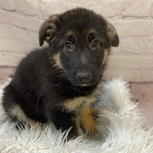 German Shepherd-DOG-Female-Black / Tan-10212-Petland Monroeville, PA
