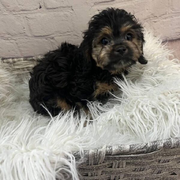 Cavapoo-DOG-Male-Black and Tan-10231-Petland Monroeville, PA