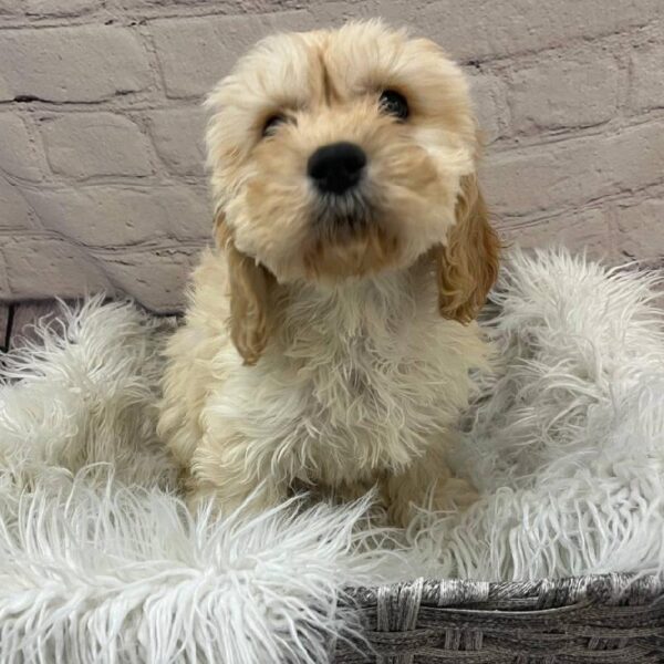 Cavachon-DOG-Female-Cream-10232-Petland Monroeville, PA