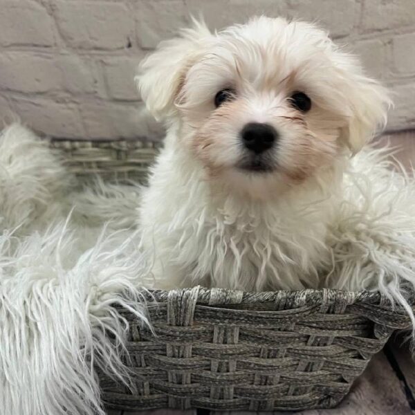 Havamalt-DOG-Male-White-10234-Petland Monroeville, PA