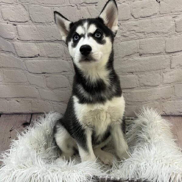 Siberian Husky-DOG-Female-Black and White-10235-Petland Monroeville, PA
