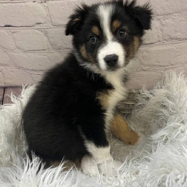 Australian Shepherd-DOG-Female-Black and White-10236-Petland Monroeville, PA