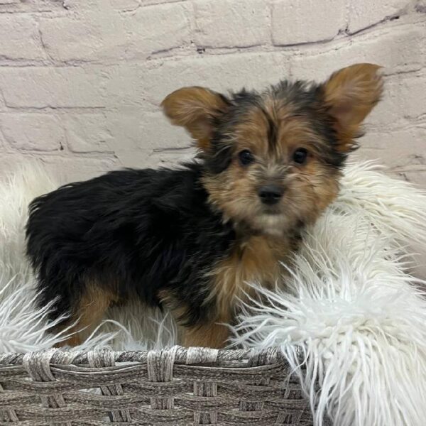 Yorkie-DOG-Male-Black / Tan-10238-Petland Monroeville, PA
