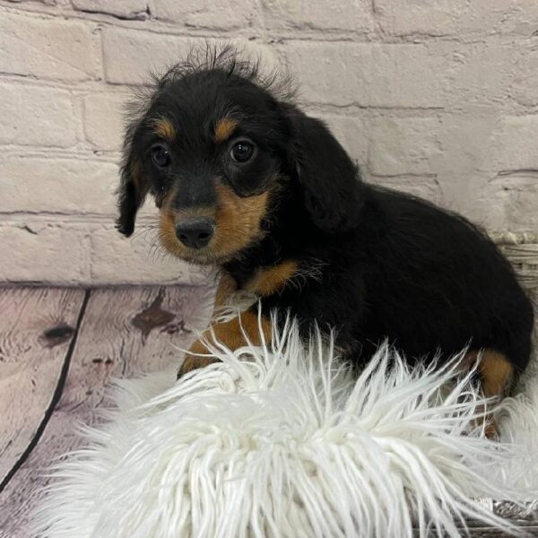 Chiweenie-DOG-Male-Black / Tan-10239-Petland Monroeville, PA