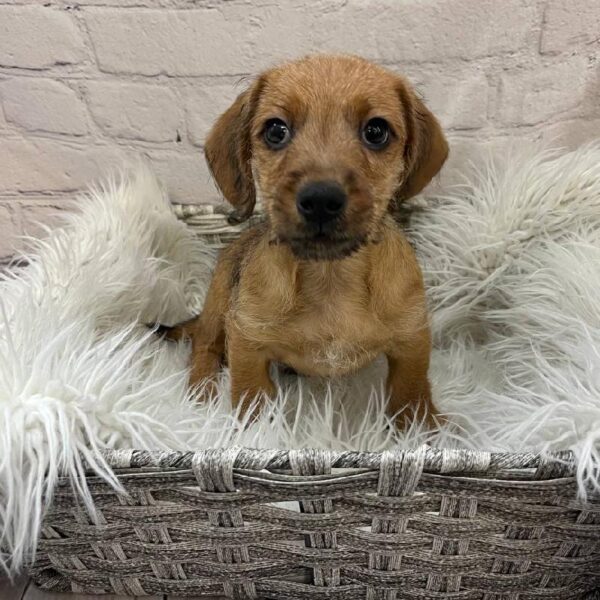 Chiweenie-DOG-Male-Red-10240-Petland Monroeville, PA