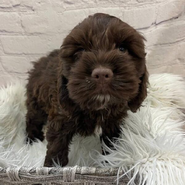 Cockapoo-DOG-Male-Brown-10242-Petland Monroeville, PA