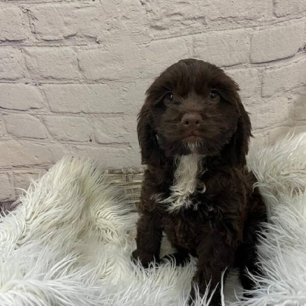 Cockapoo-DOG-Female-Brown-10243-Petland Monroeville, PA