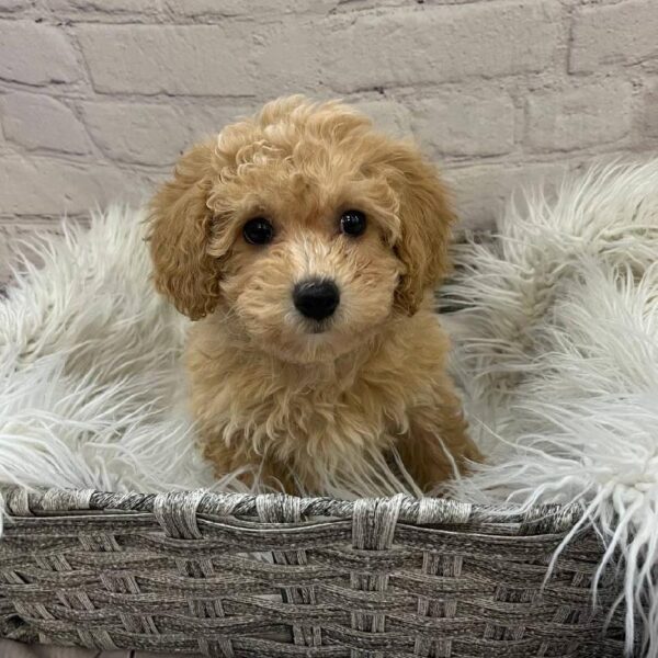Maltipoo-DOG-Female-Apricot-10244-Petland Monroeville, PA