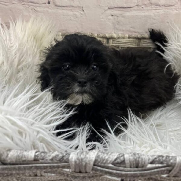 ShizaPoo-DOG-Female-Black-10245-Petland Monroeville, PA