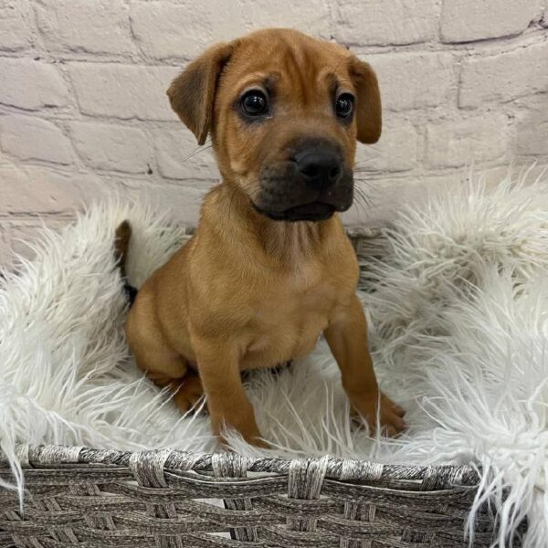Sharpeagle-DOG-Male-Fawn-10247-Petland Monroeville, PA