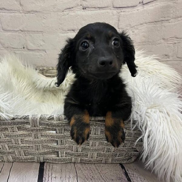 Dachshund-DOG-Male-Black-10237-Petland Monroeville, PA