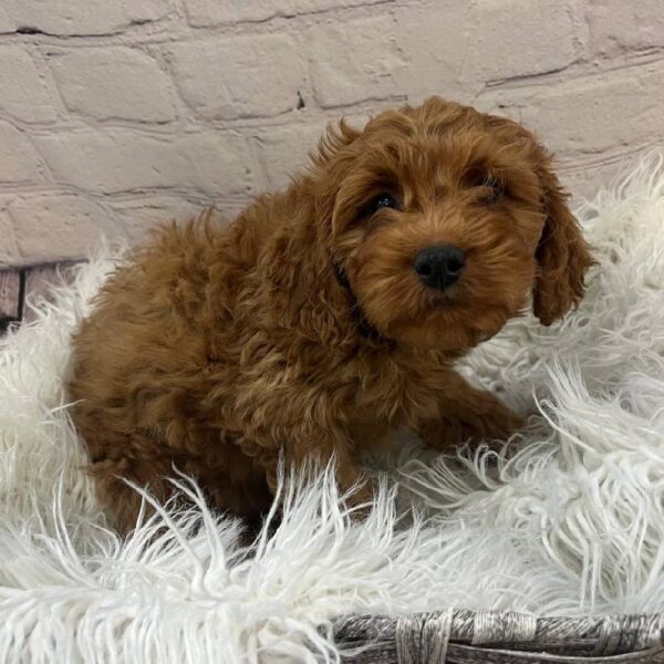Cavapoo-DOG-Female-Red-10255-Petland Monroeville, PA
